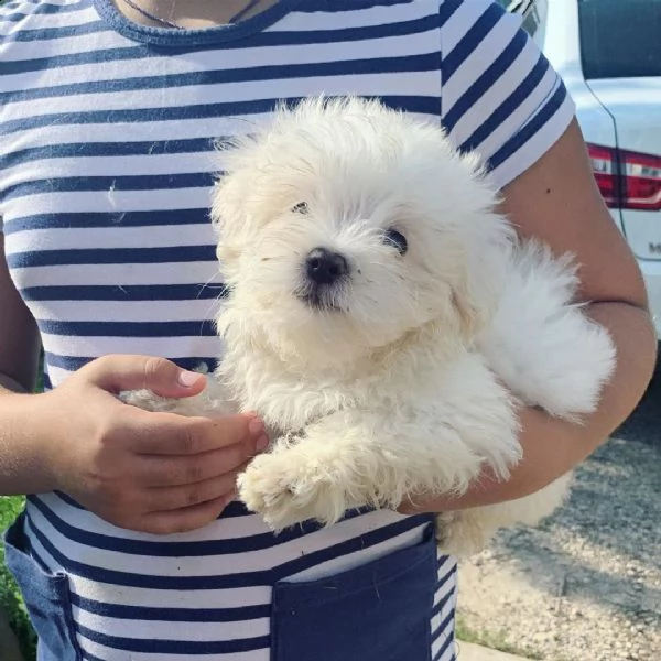 regalo maltese
