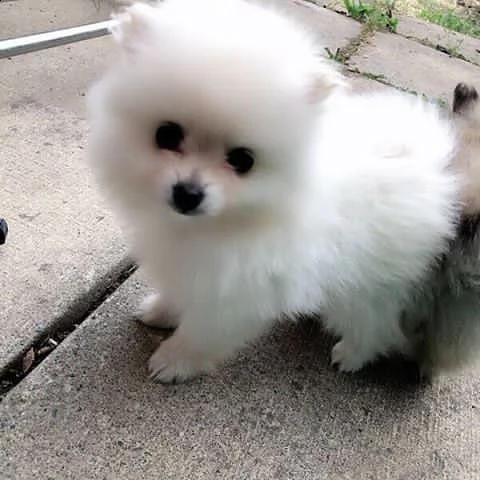 regalo  volpino pomerania****