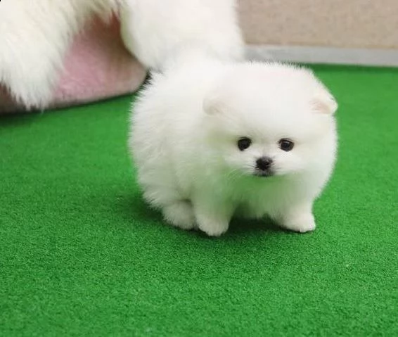 mini piccola volpino pomerania