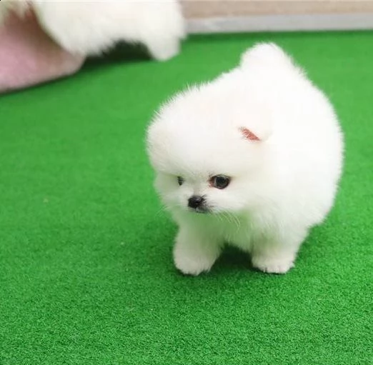 piccola volpino pomerania toy