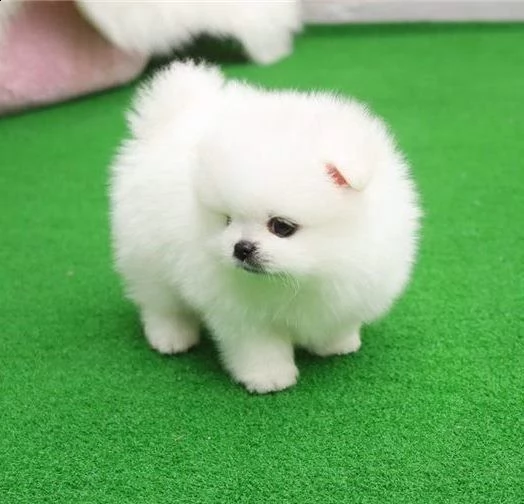 spitz toy pomerania di 3 mesi