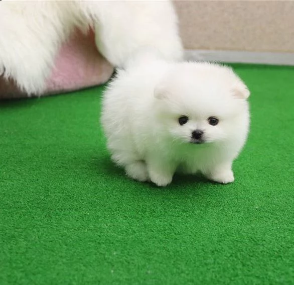 volpino pomerania con microchip