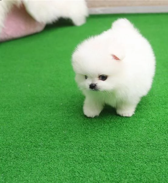 piccoli volpino pomerania disponibili (maschio e femmina)