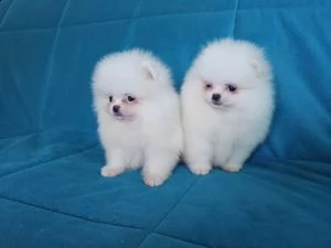 cuccioli di spitz di pomerania