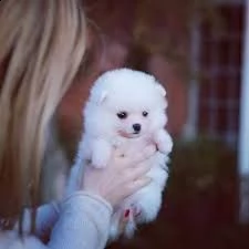 disponibili 3 femminucce e 1 maschietto di micro pomerania praga rosso cervo hanno 60gg svermati div