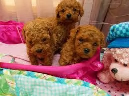  offro in regalo barboncino cuccioli con pedigree . cuccioli di  barboncino siamo urgentemente alla 