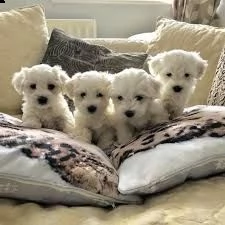 offro in regalo maltese toy cuccioli con pedigree . cuccioli di maltese siamo urgentemente alla rice