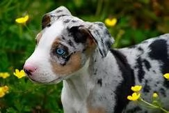 cuccioli di catahoula leopard  siamo urgentemente alla ricerca di una nuova casa per i nostri cuccio