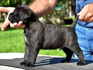 offro in regalo cane corso cuccioli con pedigree . cuccioli di cane corso siamo urgentemente alla ri