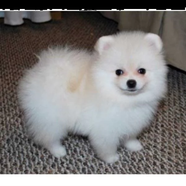 adorabili cuccioli pomeranian per adozione | Foto 2