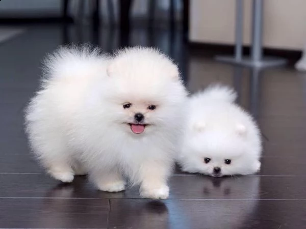 adorabili cuccioli pomeranian per adozione | Foto 1