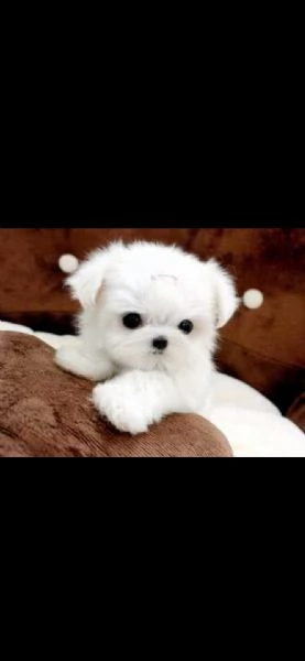 regalo maltese | Foto 0