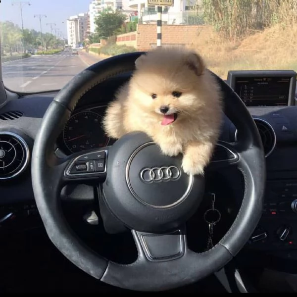 regalo  volpino pomerania mini toy