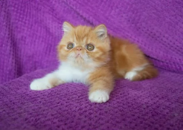 disponibili meravigliosi cuccioli di exotic shorthair