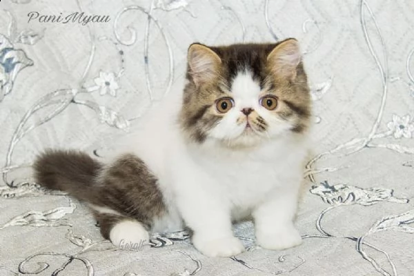  gattini exotic shorthair | Foto 1