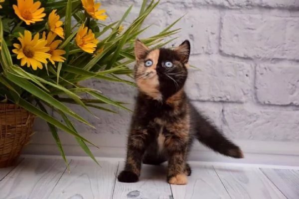  gattini exotic shorthair | Foto 0