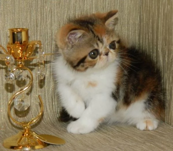  gattini exotic shorthair