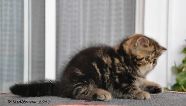 gattini exotic shorthair  | Foto 1