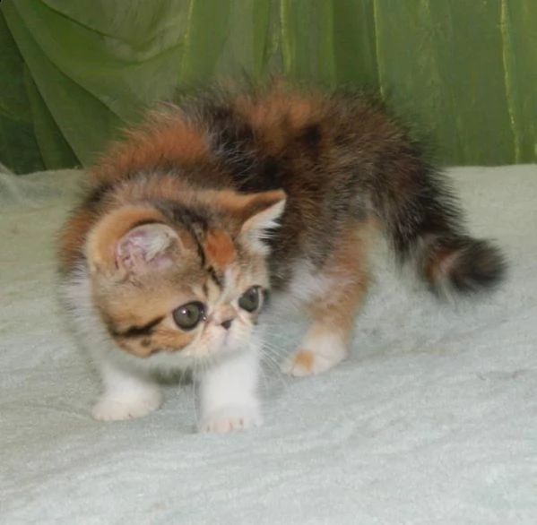 gattini exotic shorthair  | Foto 0