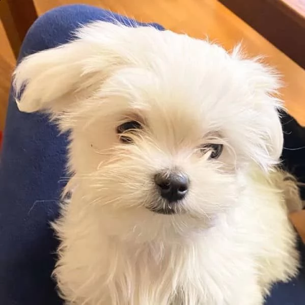 regalo maltese