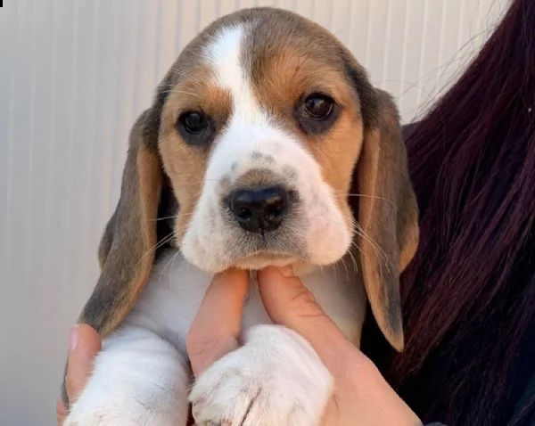 cuccioli di beagle 