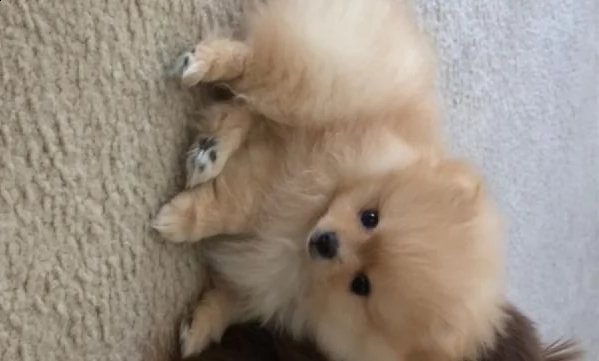 regalo  volpino pomerania mini toy 