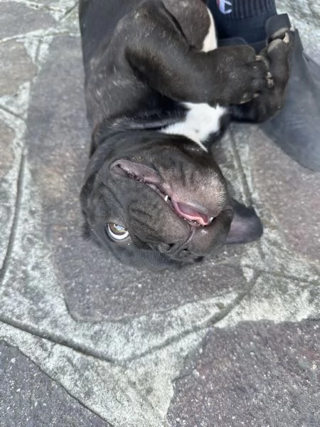 Bulldog francese maschio | Foto 4