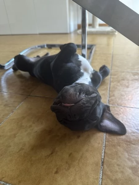 Bulldog francese maschio | Foto 3
