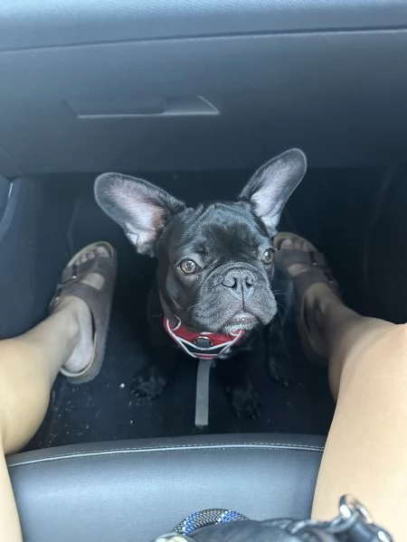 Bulldog francese maschio | Foto 2