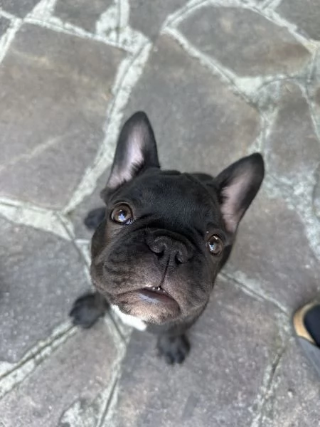 Bulldog francese maschio | Foto 1