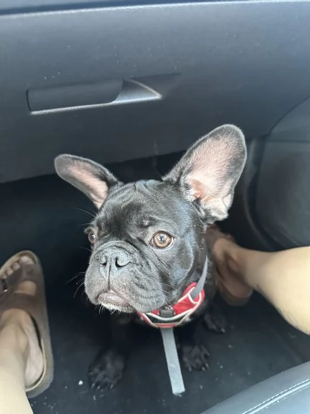 Bulldog francese maschio