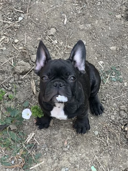 Bulldog francese maschio | Foto 0