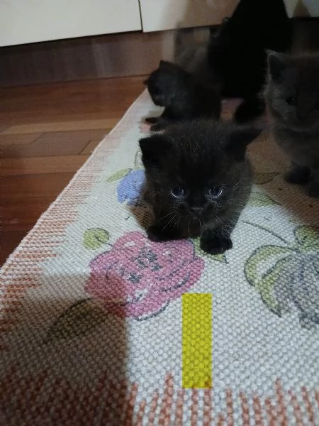 Cuccioli scottish straight