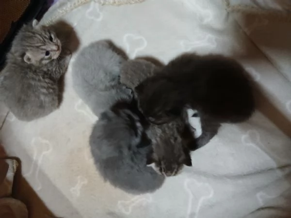 Cuccioli scottish straight | Foto 2