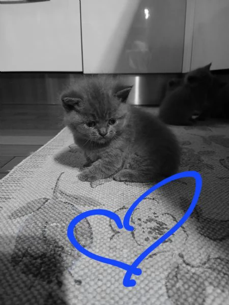 Cuccioli scottish straight | Foto 1