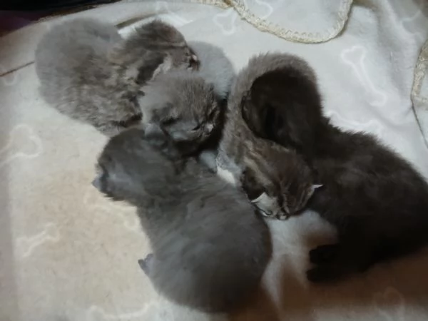 Cuccioli scottish straight | Foto 0