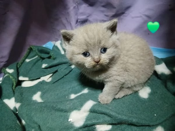 Cuccioli british shortair  | Foto 1