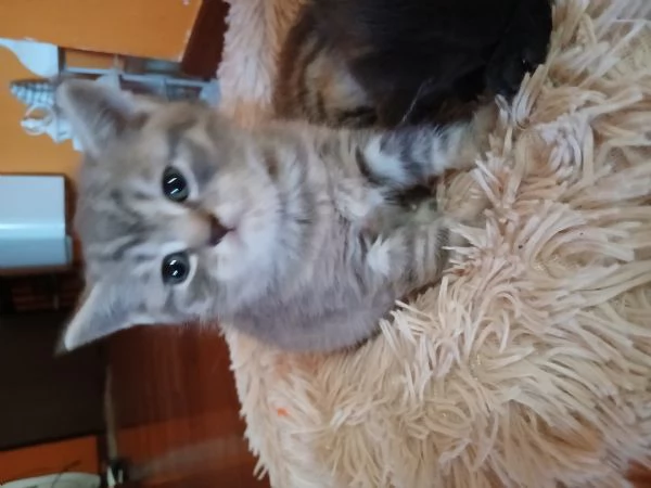 Cuccioli scottish straight | Foto 2