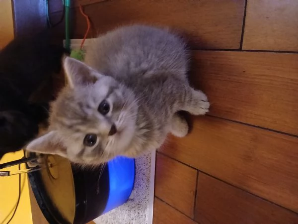 Cuccioli scottish straight