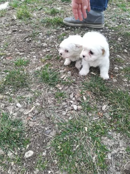 cuccioli di maltese maschio e femmina