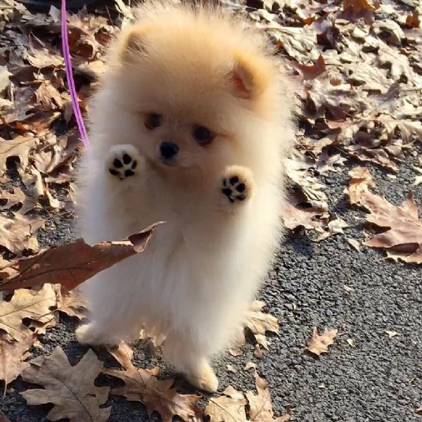 regalo  volpino pomerania mini toy | Foto 0