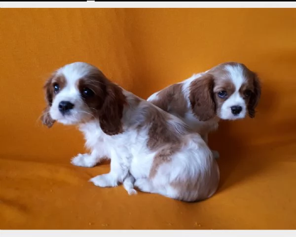 cuccioli cavalier king