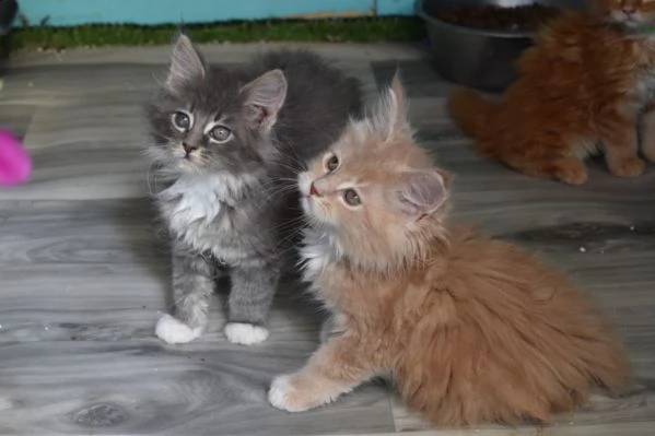 4 dolcissimi cuccioli di maine coon | Foto 1