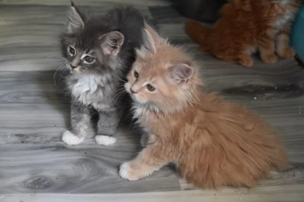 4 dolcissimi cuccioli di maine coon | Foto 0