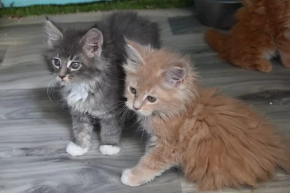 4 dolcissimi cuccioli di maine coon