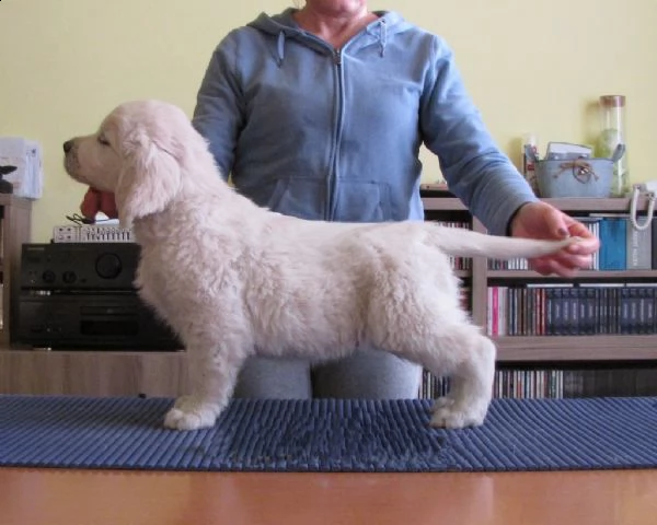 cucciolo di golden retriever maschio e femmina