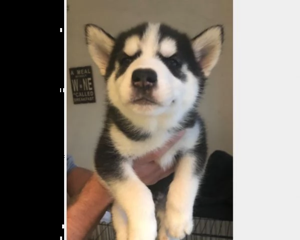 husky siberian