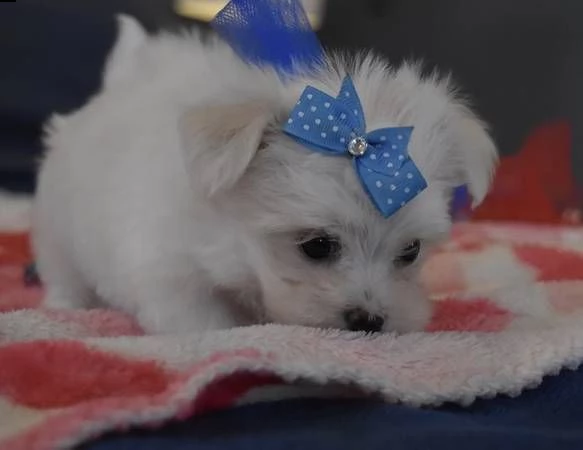 meravigliosi cuccioli di maltese mini,