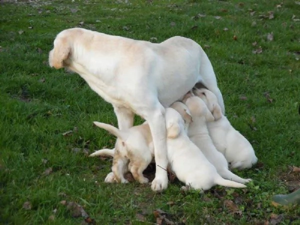 cucciolo labrador con pedigree - allevamento labrador expo