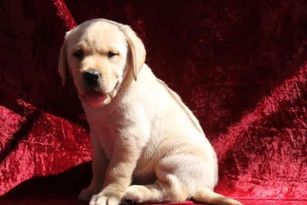 regalo cuccioli di labrador cioccolato